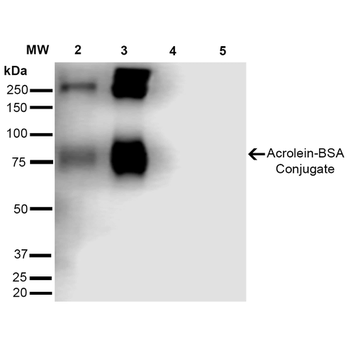 Acrolein Antibody (Biotin)