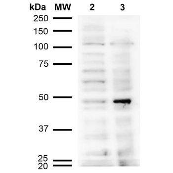 Acrolein Antibody (FITC)