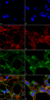 Acrolein Antibody (HRP)