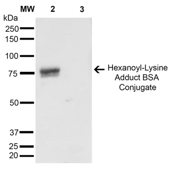 Hexanoyl-Lysine adduct Antibody