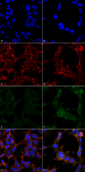 Hexanoyl-Lysine adduct Antibody (RPE)