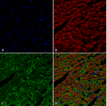 Hexanoyl-Lysine adduct Antibody (RPE)