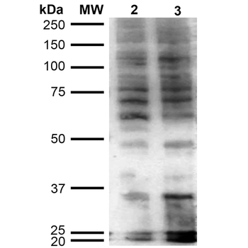 Hexanoyl-Lysine adduct Antibody (RPE)