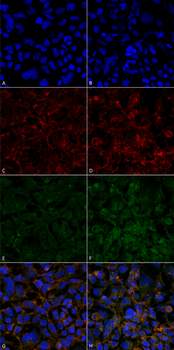 Hexanoyl-Lysine adduct Antibody