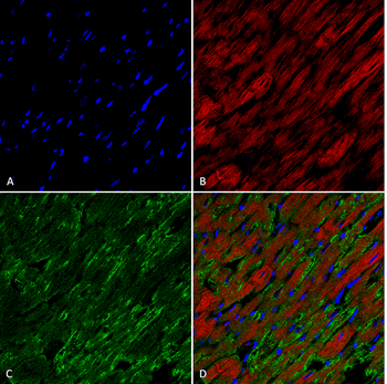 Hexanoyl-Lysine adduct Antibody: APC