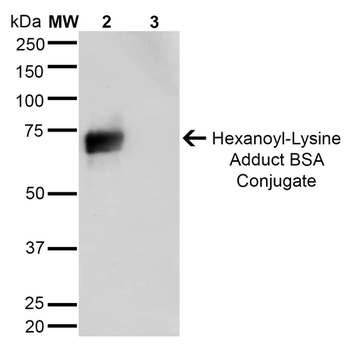 Hexanoyl-Lysine adduct Antibody: Biotin