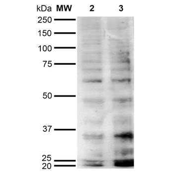 Hexanoyl-Lysine adduct Antibody: Biotin