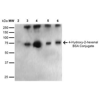 4-Hydroxy-2-hexenal Antibody (FITC)