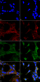 4-Hydroxy-2-hexenal Antibody (HRP)