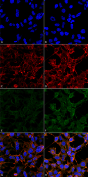 4-Hydroxynonenal Antibody (FITC)