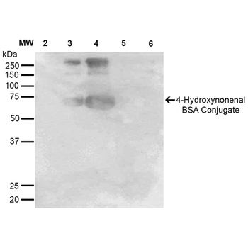 4-Hydroxynonenal Antibody: FITC