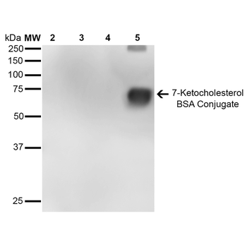 7-Ketocholesterol Antibody (PerCP)
