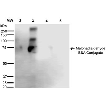 Malondialdehyde Antibody: HRP
