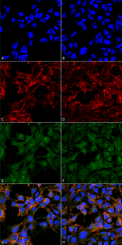 Malondialdehyde Antibody (RPE)