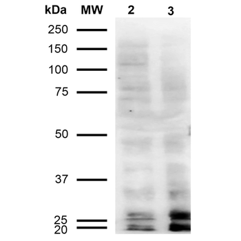 Malondialdehyde Antibody: FITC