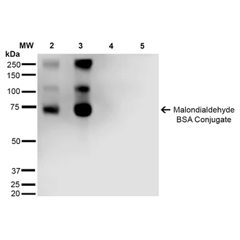 Malondialdehyde Antibody (RPE)