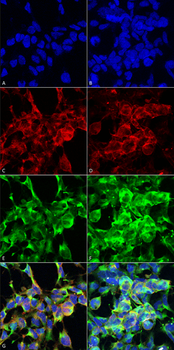 Methylglyoxal Antibody: APC