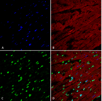 Methylglyoxal Antibody: APC