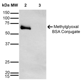 Methylglyoxal Antibody: APC