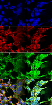 Methylglyoxal Antibody (Biotin)