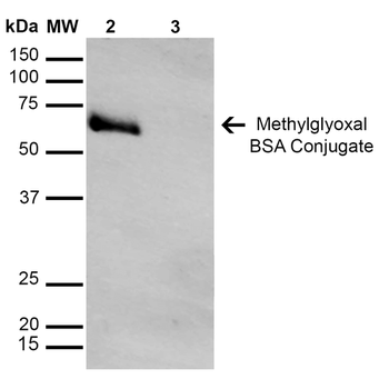Methylglyoxal Antibody (Biotin)