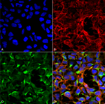 Dityrosine Antibody (Biotin)