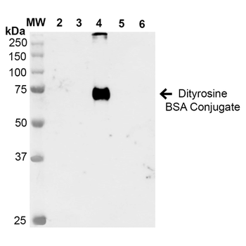 Dityrosine Antibody (Biotin)