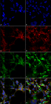 Dityrosine Antibody (FITC)