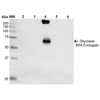 Dityrosine Antibody (RPE)