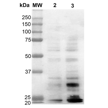 Dityrosine Antibody (RPE)