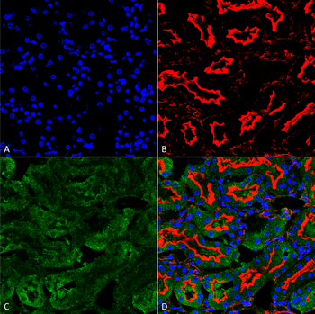 Sulfotyrosine Antibody: FITC