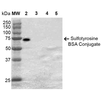 Sulfotyrosine Antibody: FITC