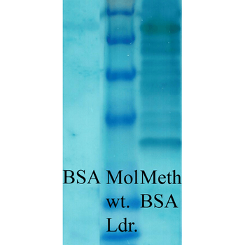 Methylated Lysine Antibody (FITC)