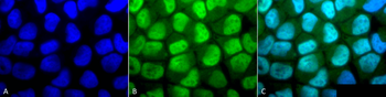 Methylated Lysine Antibody (RPE)