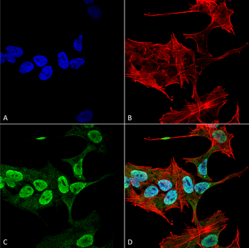 Alpha Synuclein Antibody: Biotin