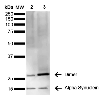 Alpha Synuclein Antibody: Biotin