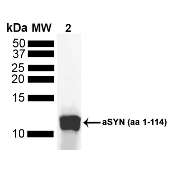 Alpha Synuclein Antibody: Biotin