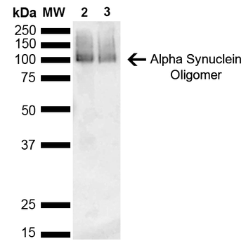 Alpha Synuclein Antibody: Biotin