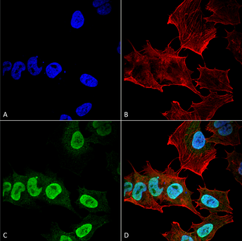 Alpha Synuclein Antibody: APC