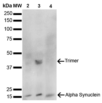 Alpha Synuclein Antibody: PerCP