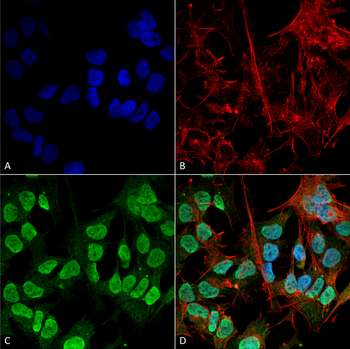 Alpha Synuclein Antibody: APC