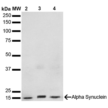 Alpha Synuclein Antibody: Biotin