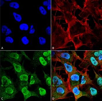 Alpha Synuclein Antibody