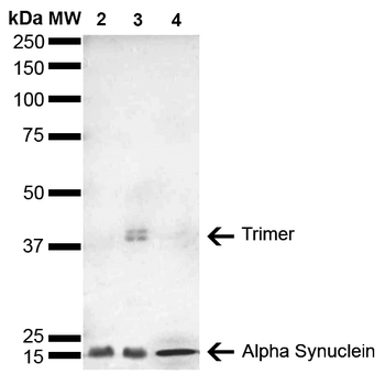 Alpha Synuclein Antibody: HRP