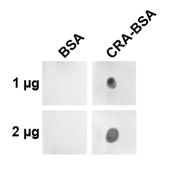 Crotonaldehyde Antibody