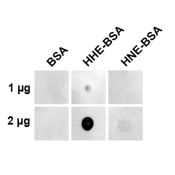 4-Hydroxy-2-hexenal Antibody (RPE)