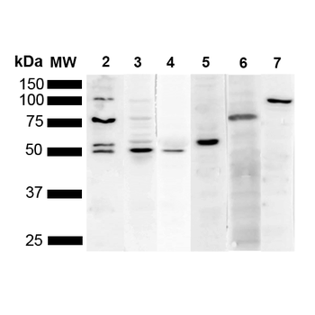 KDEL Antibody: FITC