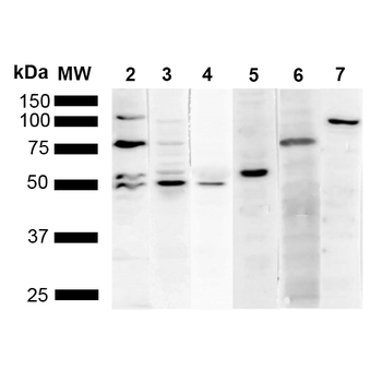 KDEL Antibody