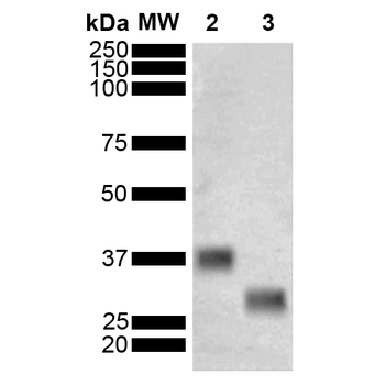 GST Antibody (PerCP)