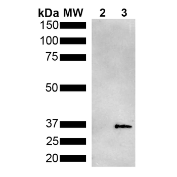 Metallothionein Antibody: HRP